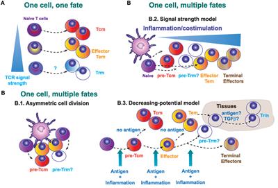 Genealogy, Dendritic Cell Priming, and Differentiation of Tissue-Resident Memory CD8+ T Cells